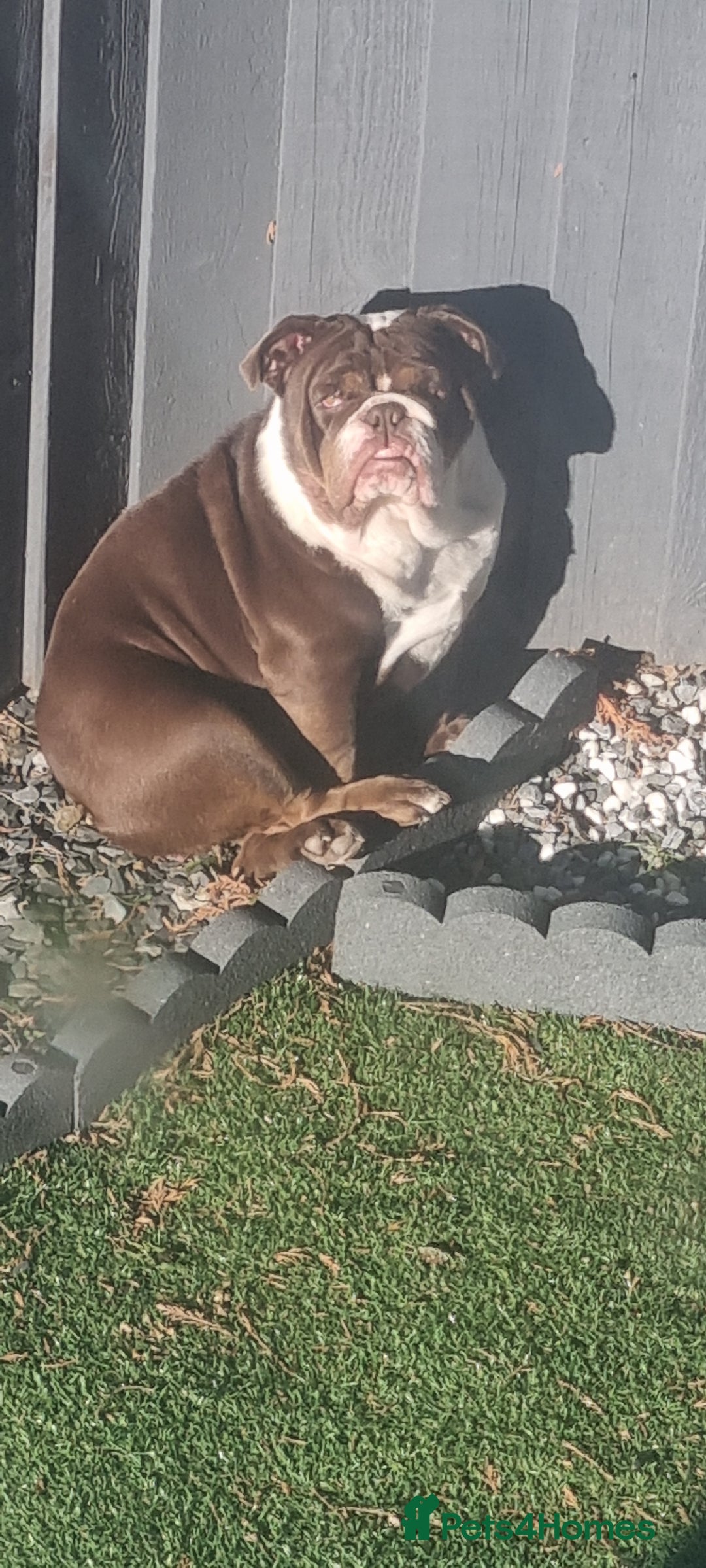 English Bulldog dogs for sale: Female English Bulldog For Sale  - Advert 7