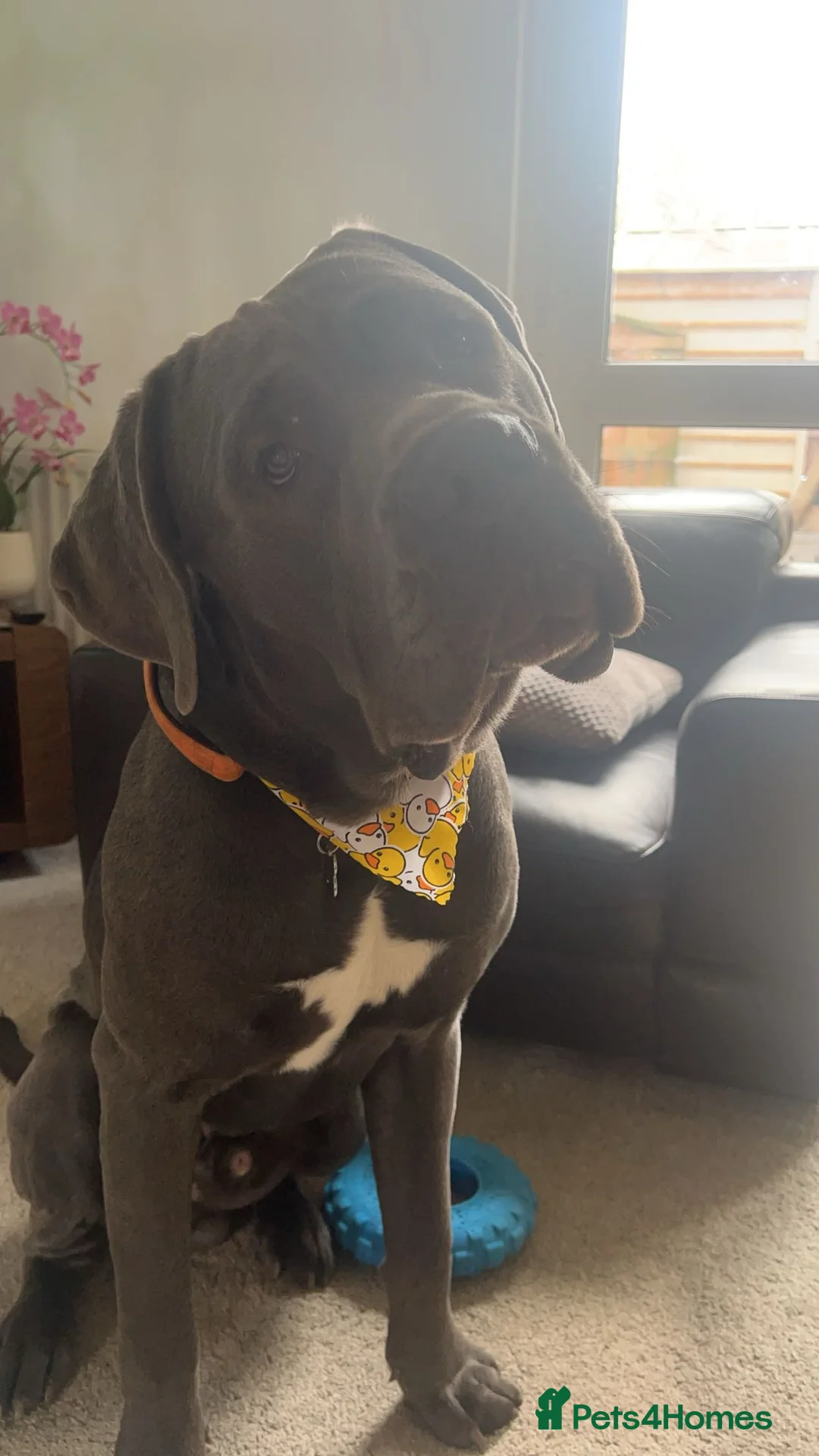 Cane Corso dogs for stud: Proven cane corso for stud  in Warrington - Advert 8