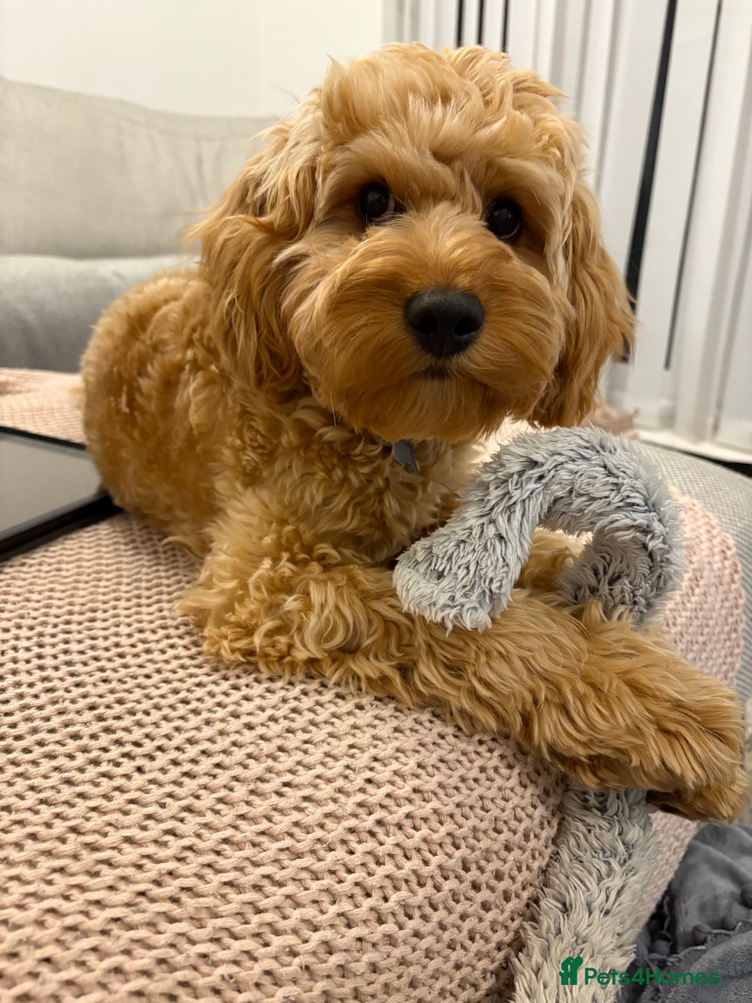 Cavalier King Charles Spaniel dogs for stud: Proven F1 Cavapoo for stud - Advert 5