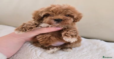 Maltipoo dogs - Advert 15