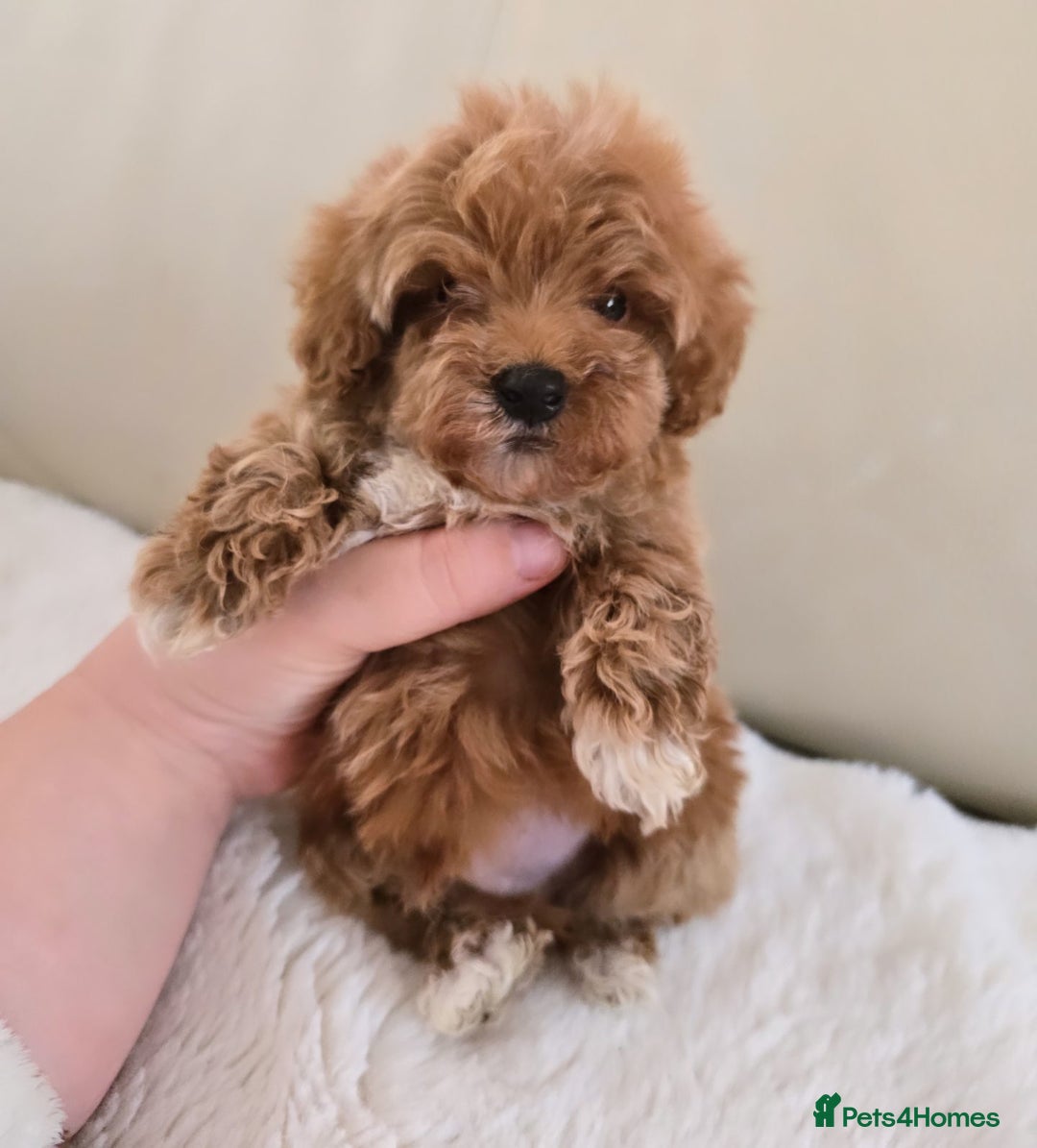 Maltipoo dogs for sale: Toy maltipoo puppies - Image 2