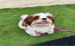 Shih Tzu dogs for stud: Rover  - Image 1