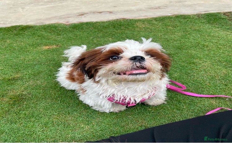 Shih Tzu dogs - Advert 2
