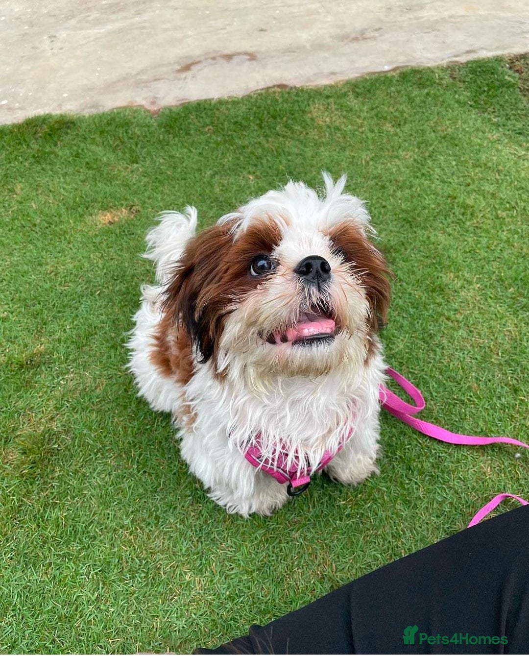 Shih Tzu dogs for stud: Rover  - Image 1