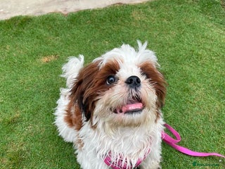 Shih Tzu dogs - Advert 7