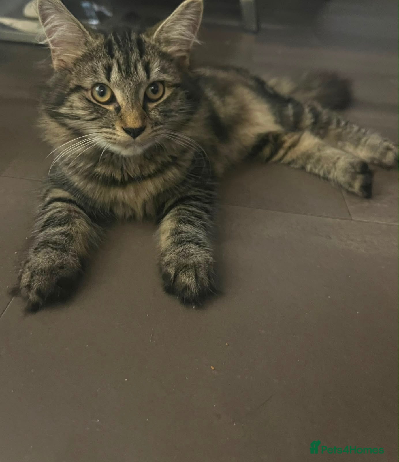 Mixed Breed cats Tortoiseshell Kitten Girl - Advert 13