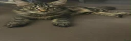 Mixed Breed cats for sale: Tortoiseshell Kitten Girl - Advert 1