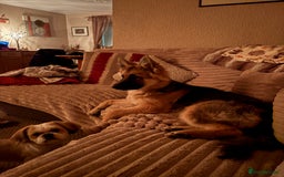 German Shepherd dogs for sale: German Shepard bitch - Image 6