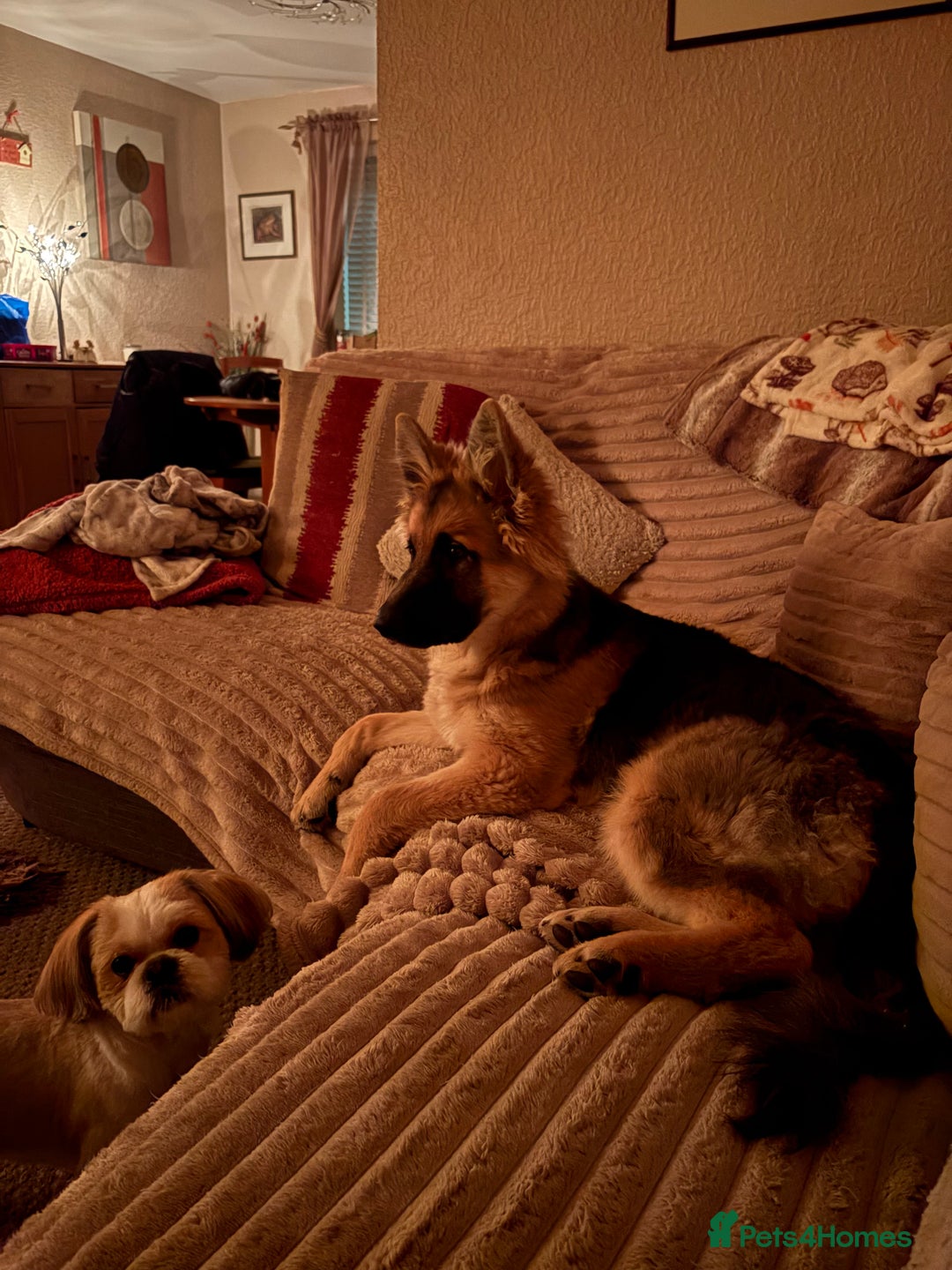 German Shepherd dogs for sale: German Shepard bitch - Image 6