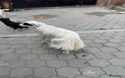 Mixed Breed dogs for adoption: Meet HANNAHH - a Lovely Girl for a Loving Home - Advert 19