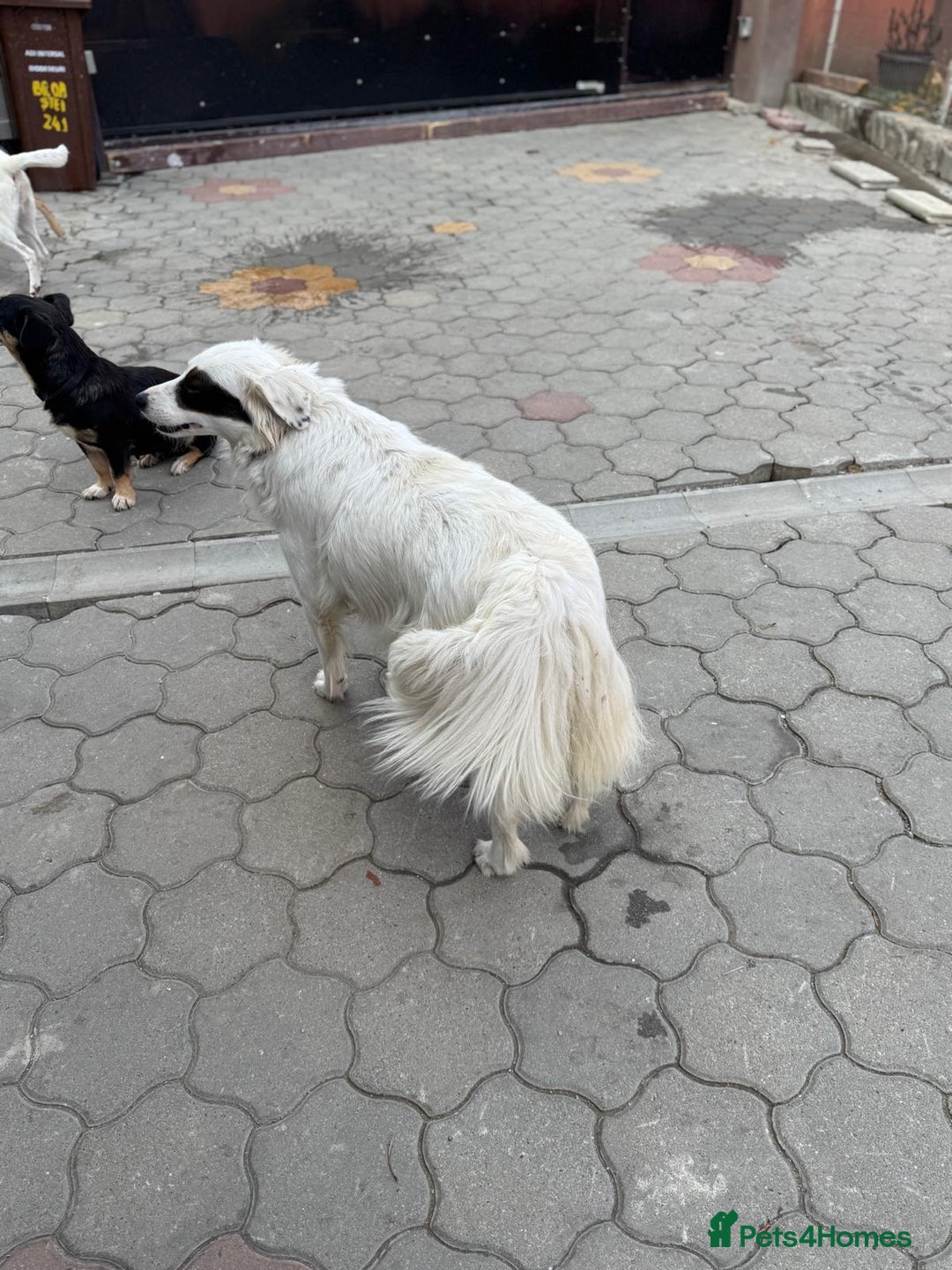 Mixed Breed dogs for adoption: Meet HANNAHH - a Lovely Girl for a Loving Home - Advert 19