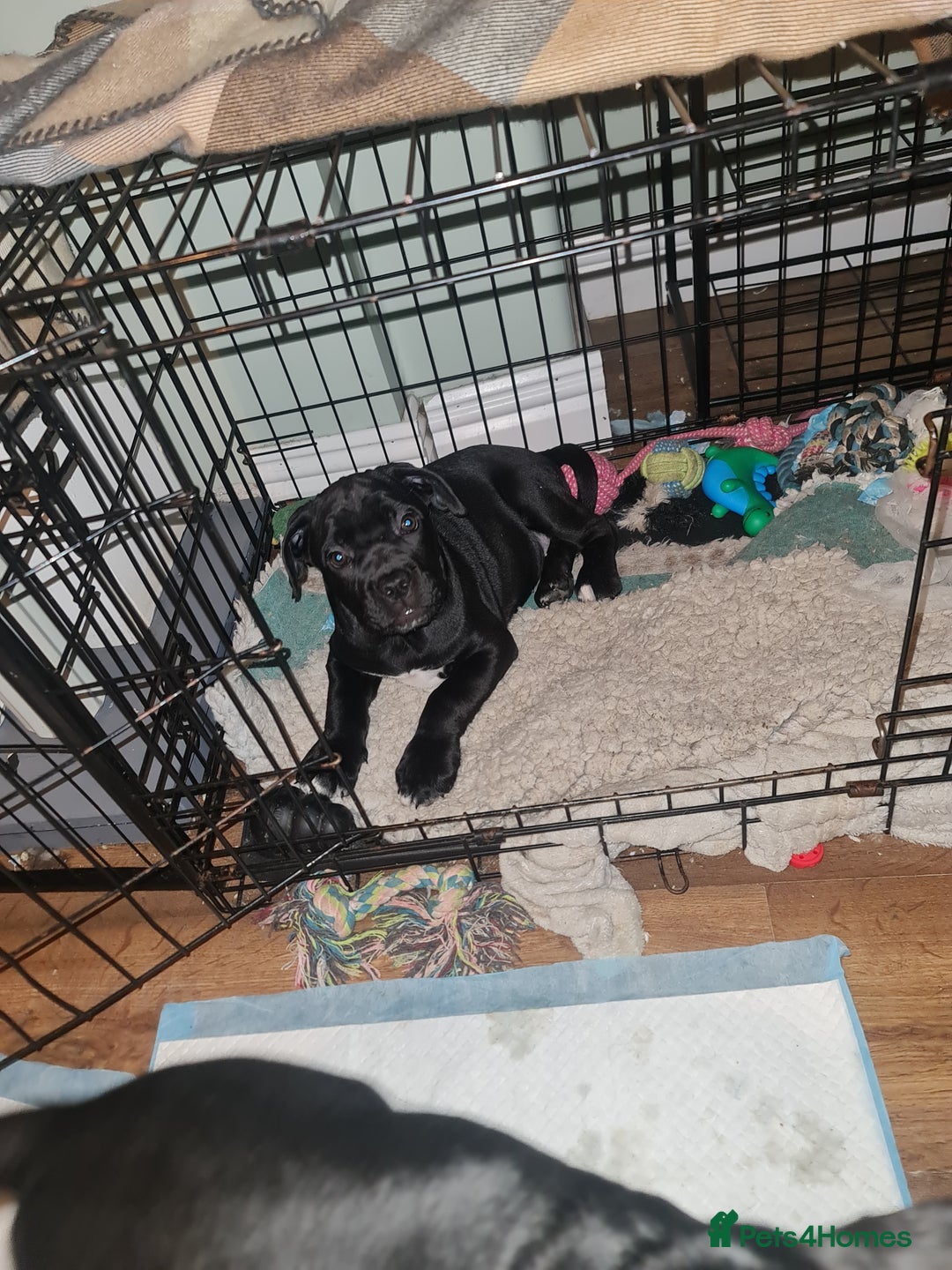 Cane Corso dogs for sale: 2 beautiful cane corso puppies  - Advert 10