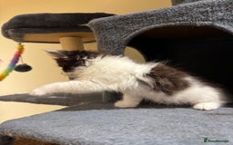 Maine Coon cats for sale: 🐾 Ragdoll × Maine Coon Kittens 🐾 - Image 25