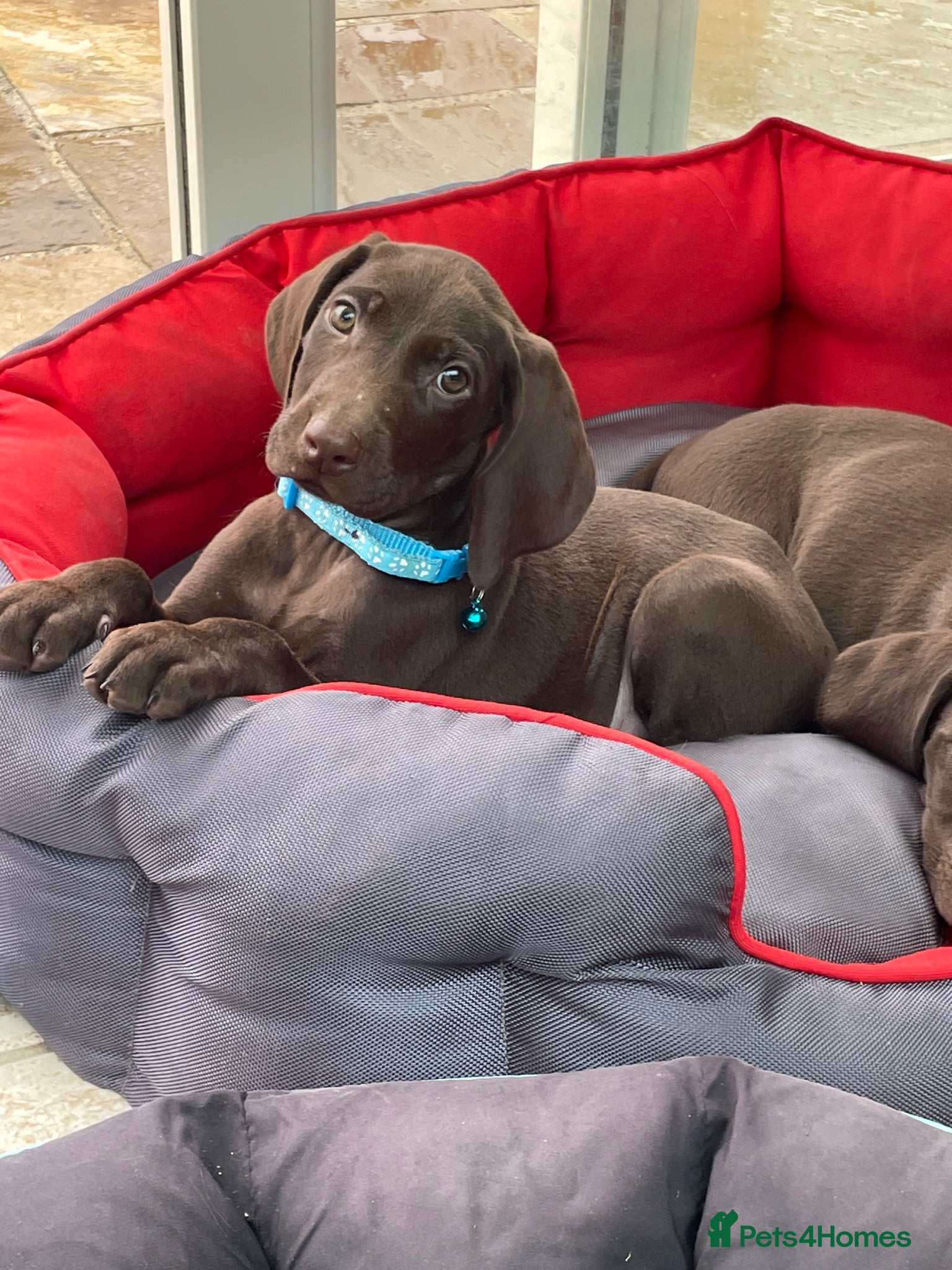 German Shorthaired Pointer dogs Stunning pups - Advert 1