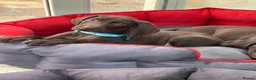 German Shorthaired Pointer dogs for sale: Stunning pups - Advert 1