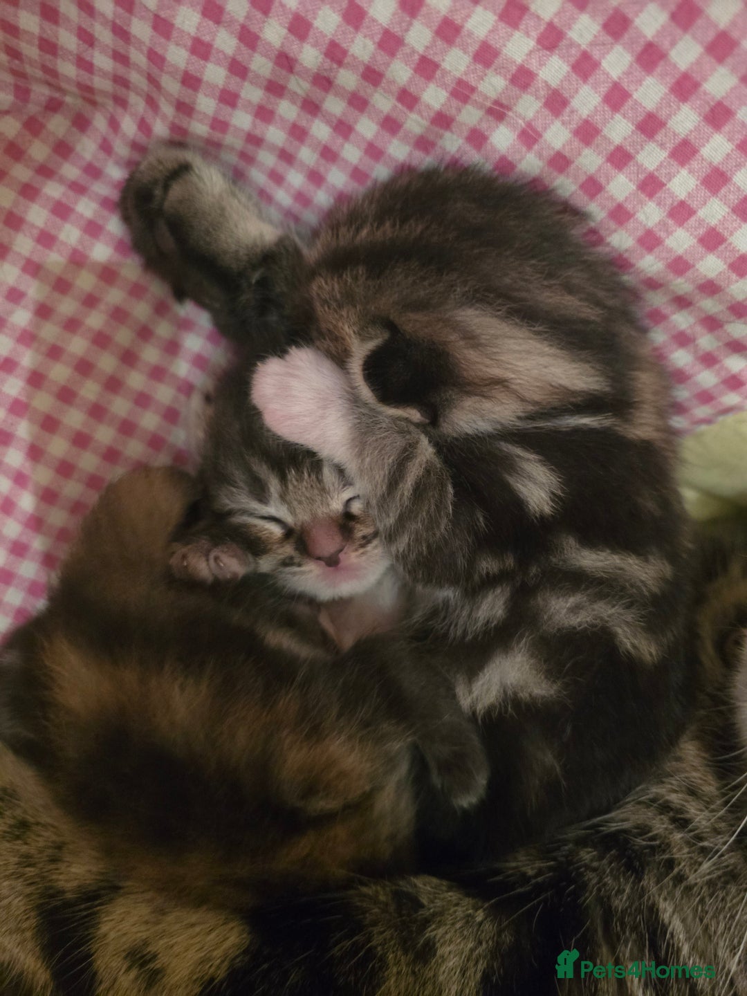 Mixed Breed cats for sale: The Fab Four - Advert 11