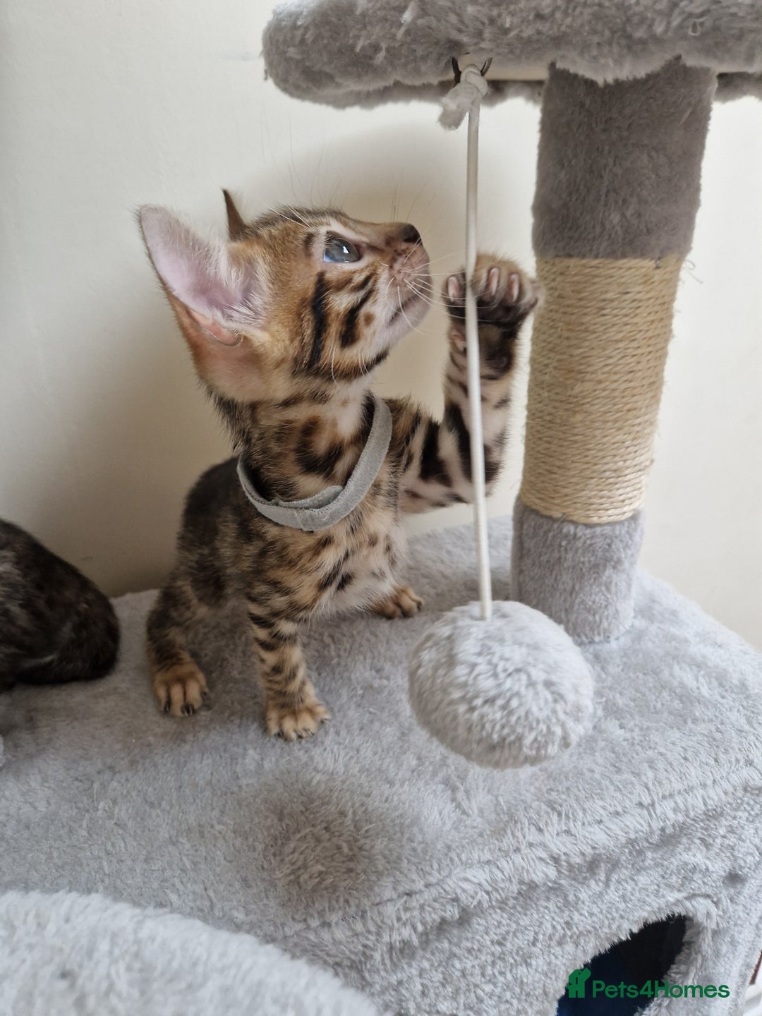 Bengal cats for sale: Pure Bred Male Bengal Kitten Available - Image 3