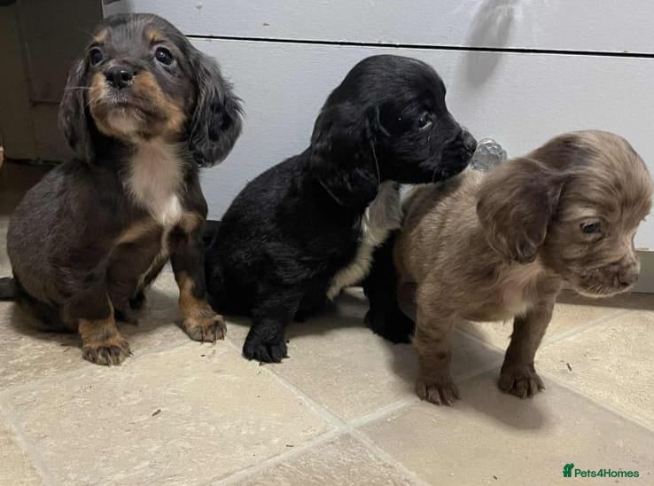 Cocker Spaniel dogs Beautiful Cockers  - Advert 3