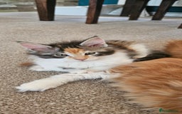 Maine Coon cats for sale: Last female. Tortie with white.  - Image 5