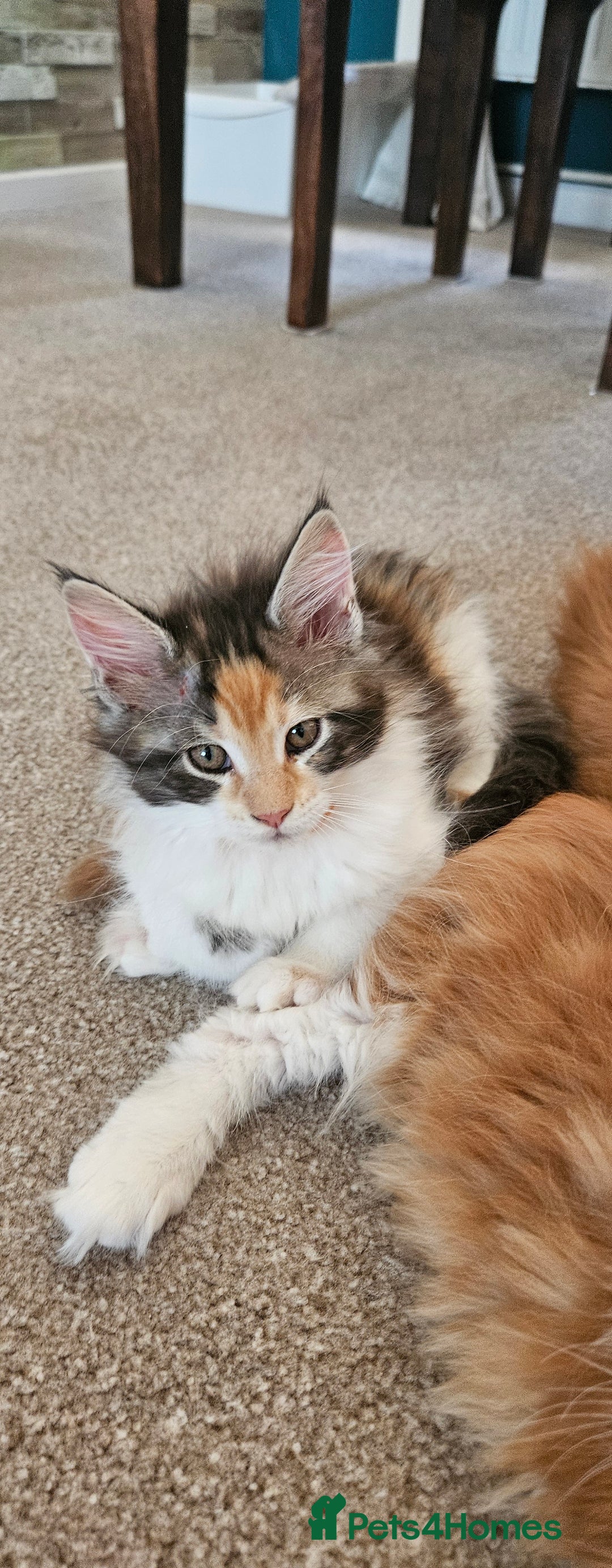 Maine Coon cats for sale: Last female. Tortie with white.  - Image 5
