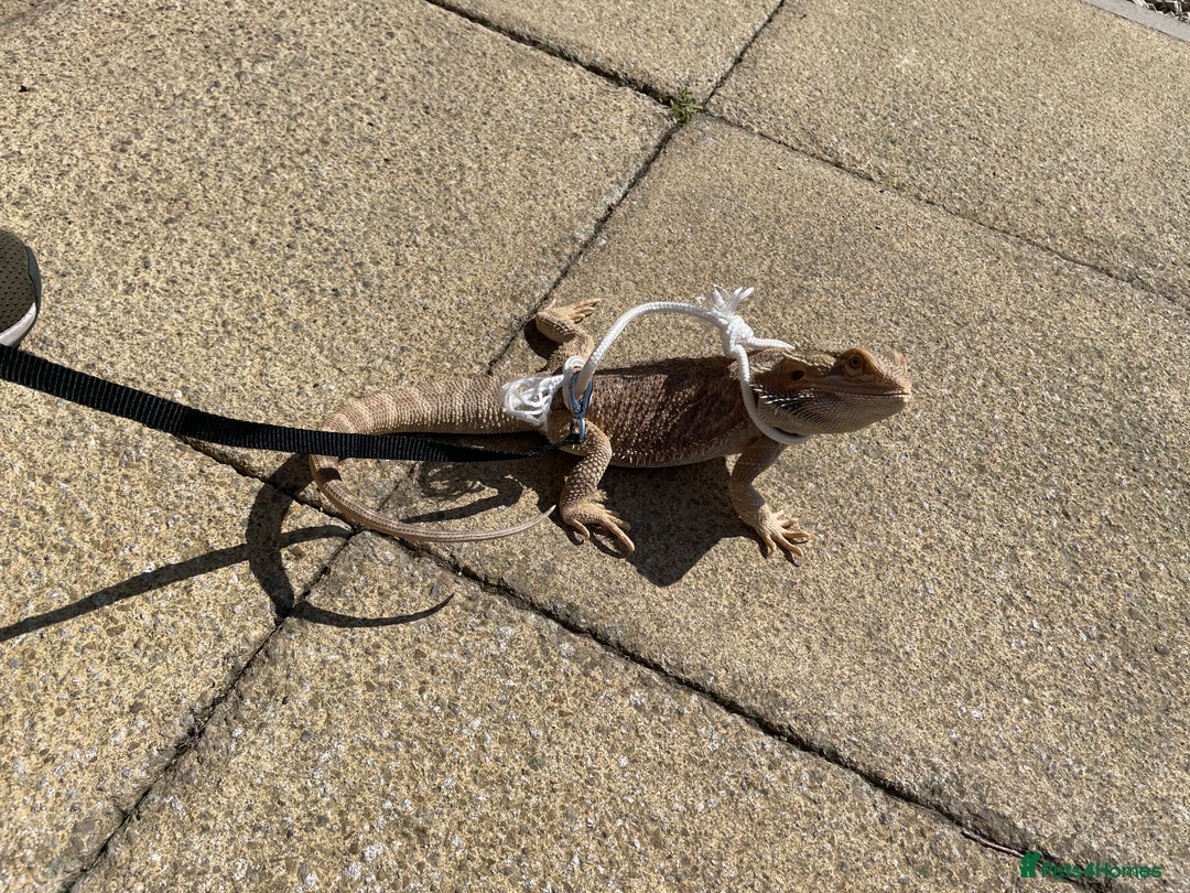 Bearded Dragon reptiles for sale: Bearded dragon  - Advert 2