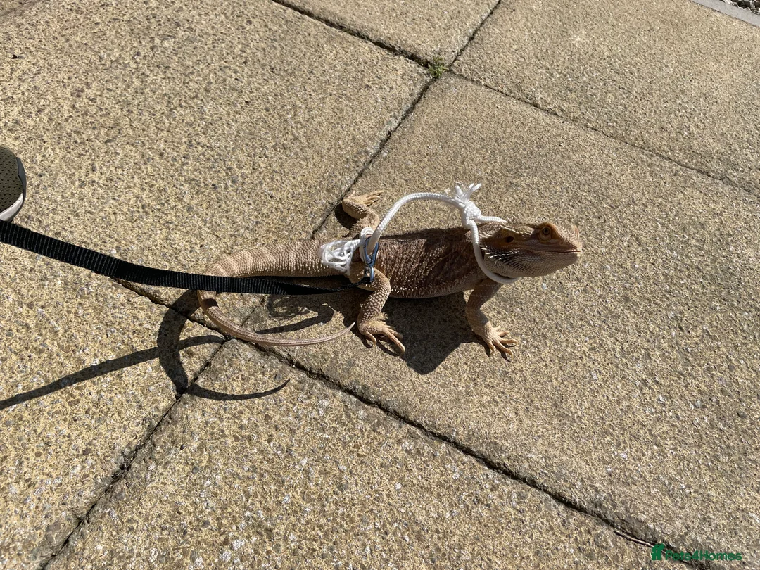 Bearded Dragon reptiles for sale: Bearded dragon  - Advert 2