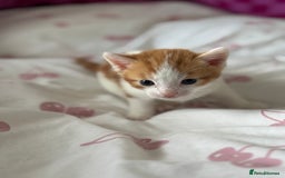 Domestic Shorthair cats for sale: Domestic shorthair kittens - Image 6