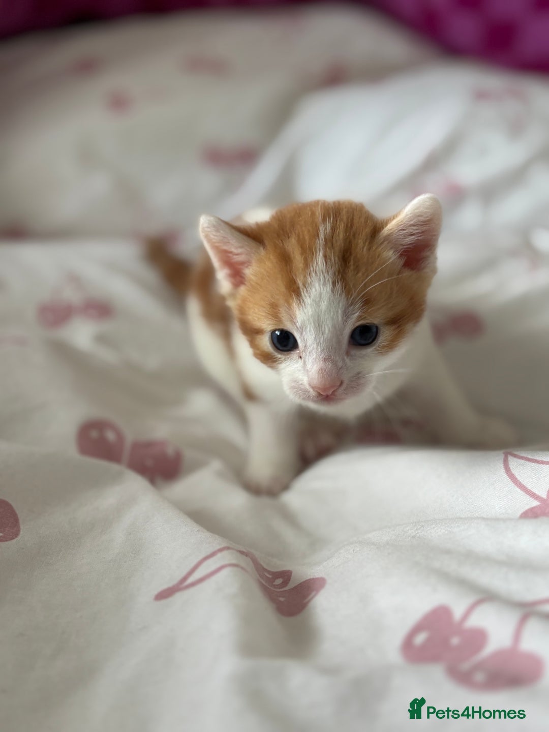 Domestic Shorthair cats for sale: Domestic shorthair kittens - Image 6