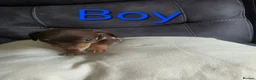 Chiweenie dogs for sale: Chiweenie puppies - Advert 12