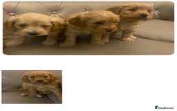 Cockapoo dogs for sale: Cockapoo Pure Breed  in Peterborough - Image 3