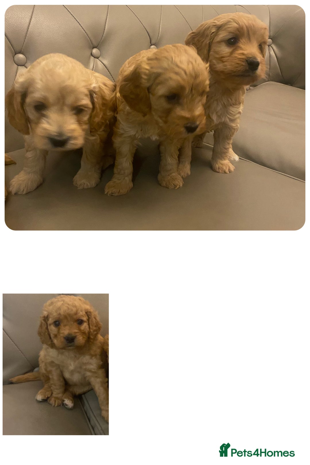 Cockapoo dogs for sale: Cockapoo Pure Breed  in Peterborough - Image 3