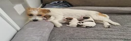 Jack Russell dogs for sale: Pedigree Jack Russell Terrier  in Filey - Advert 19