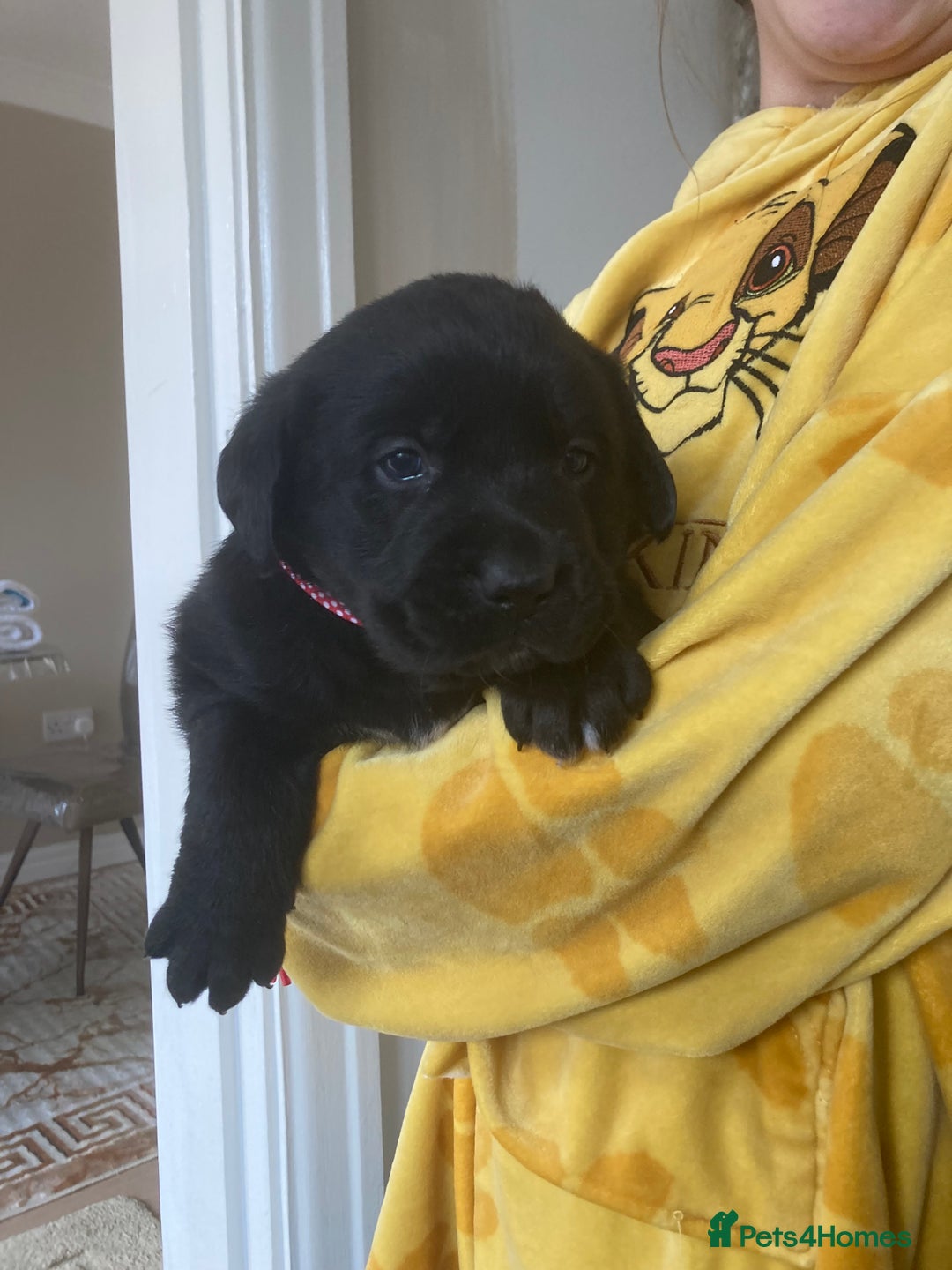 Labrador Retriever dogs for sale: LABRADOR PUPPIES  - Image 5