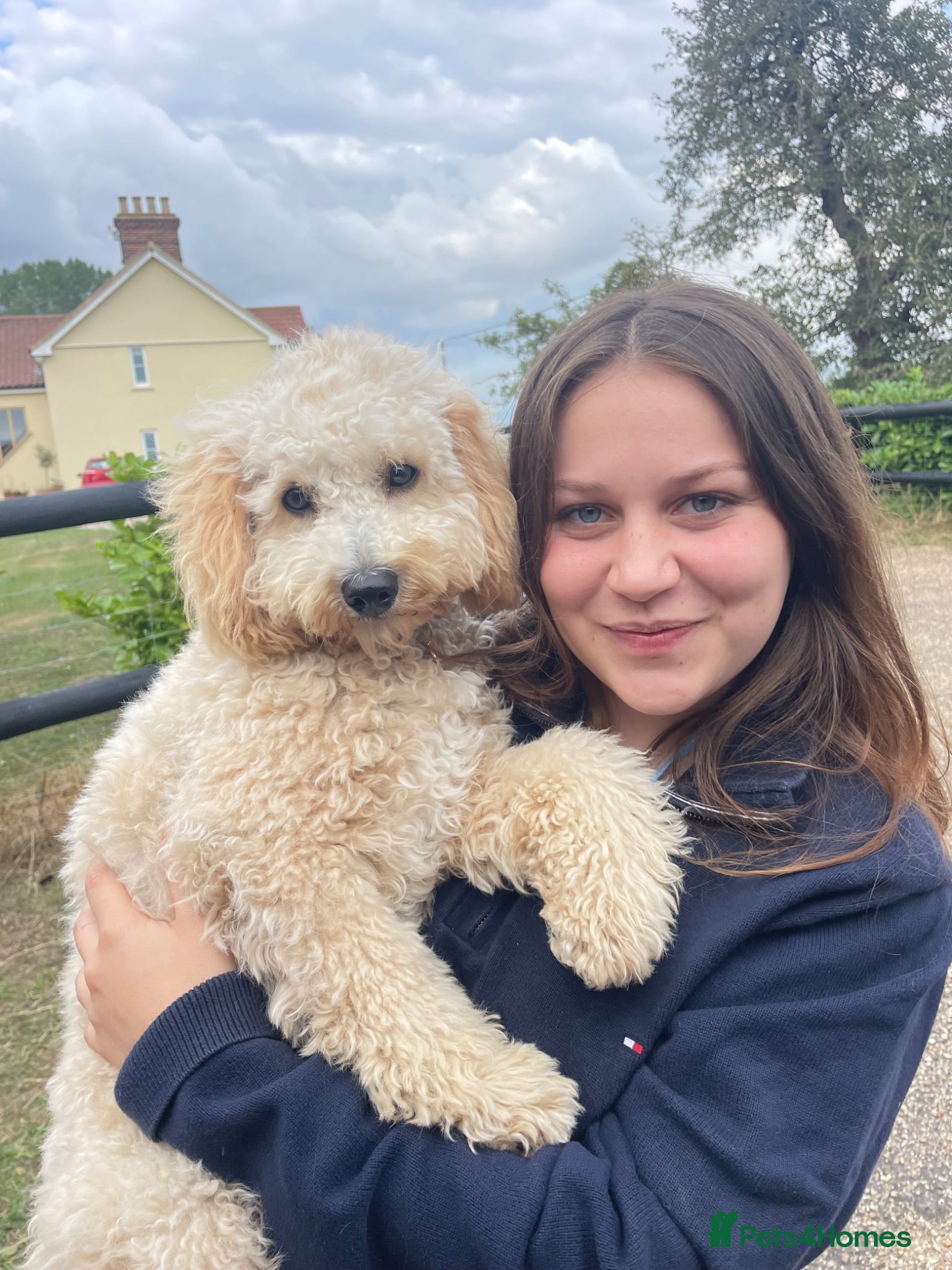 Cavapoo dogs Beautiful Cavapoo puppies  - Advert 4