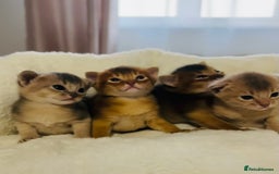 Abyssinian cats for sale: 🥇 5+ Gen Champ🏆 Fawn🤍Blue💙 girls🤎choco🧡ruddy - Image 1