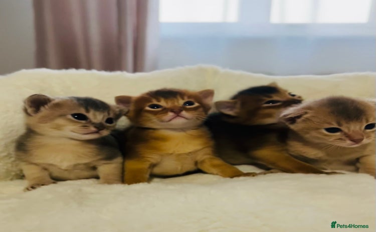 Abyssinian cats - Advert 1