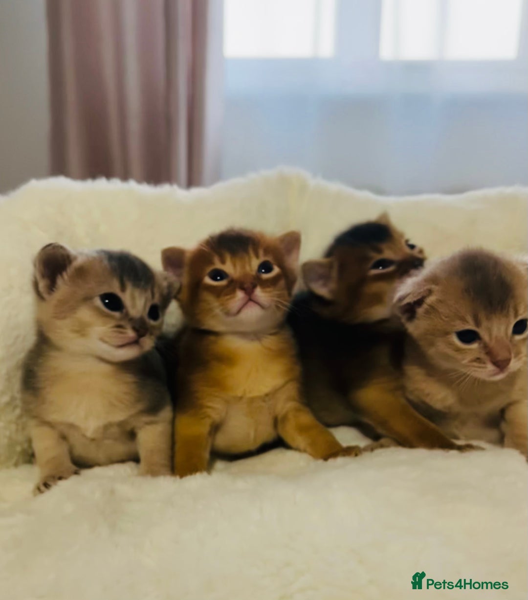 Abyssinian cats for sale: 🥇 5+ Gen Champ🏆 Fawn🤍Blue💙 girls🤎choco🧡ruddy - Image 1