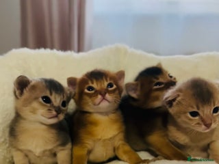 Abyssinian cats - Advert 2
