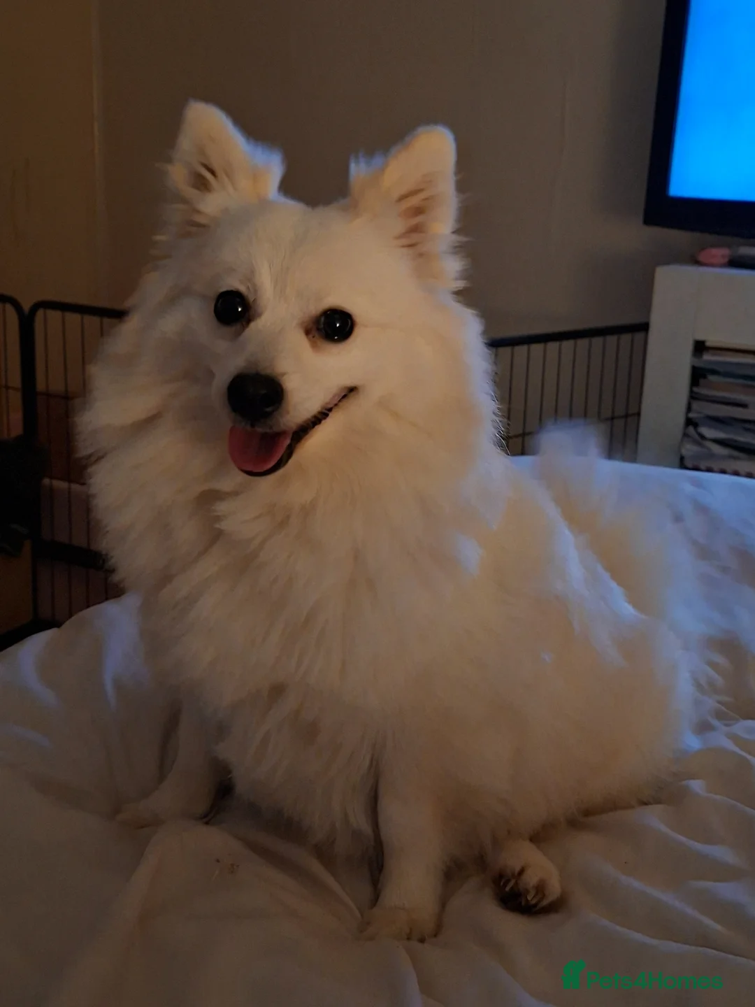 Pomeranian dogs for sale: volpino Italiano Pomeranian x  **  Pomeranian  in Mansfield - Advert 1