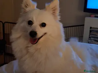 Pomeranian dogs volpino Italiano Pomeranian x ** Pomeranian - Advert 5