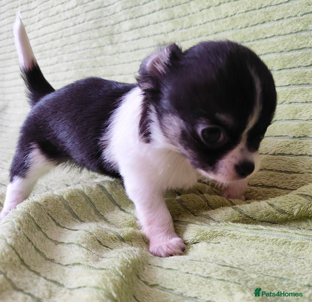 Chihuahua dogs for sale: Amazing Quality Long Coat Chihuahua puppies - Image 30
