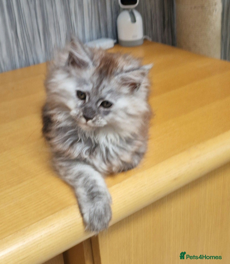 Maine Coon cats Beautiful fluffy Maine Coon pedigree kittens - Advert 1