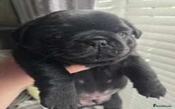 Pug dogs for sale: X2 beautiful male pugs - Image 1