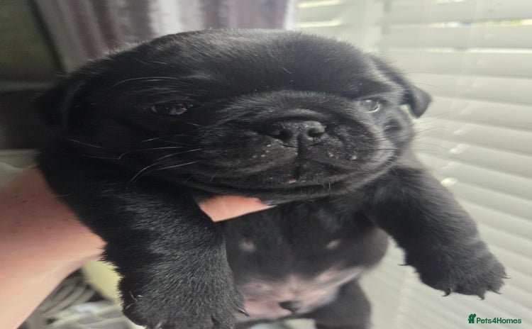 Pug dogs - Advert 1