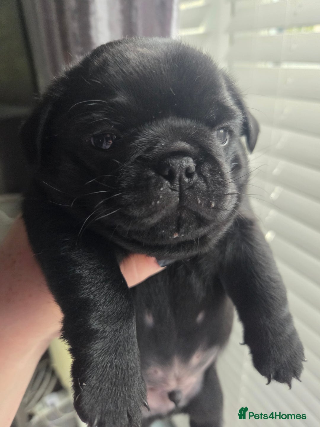 Pug dogs for sale: X2 beautiful male pugs - Image 1