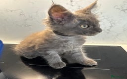 Maine Coon cats for sale: GCCF Registered Kittens. Beautiful lively kittens  - Image 9
