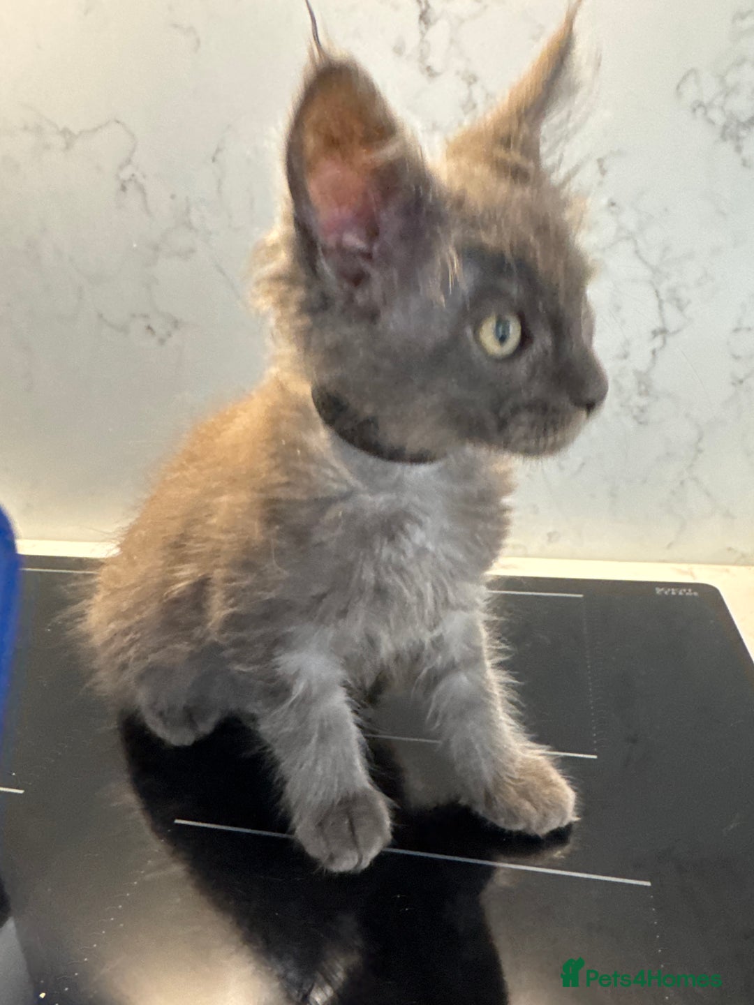 Maine Coon cats for sale: GCCF Registered Kittens. Beautiful lively kittens  - Image 9