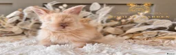 Angora rabbits for sale: BEAUTIFUL LITTER OF ANGORAS - Advert 8