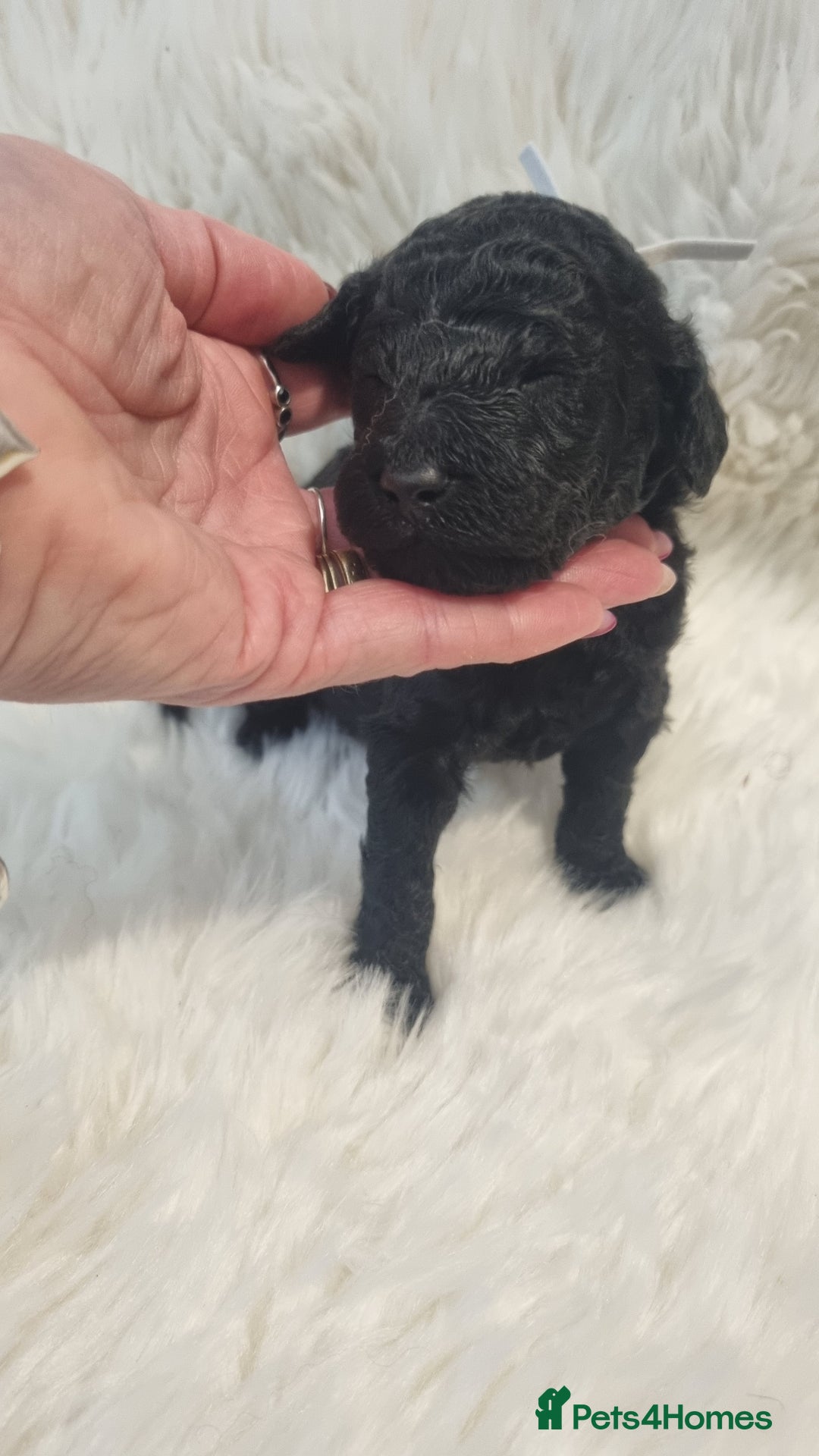 Standard Poodle dogs for sale: Exceptional Health Tested Puppies Due - Advert 31