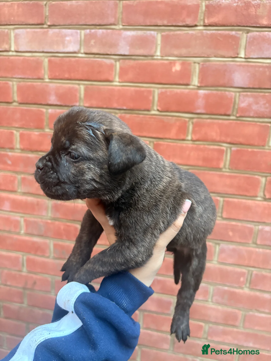 Mixed Breed dogs for sale: Puppies for Sale!! - Advert 12